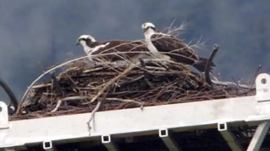 Pair of mating Osprey at a relocated nest near the Kitimat LNG camp