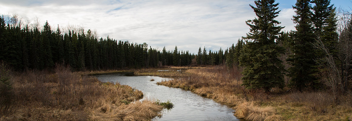 A river and trees in northern Alberta
