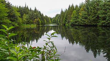 Cecil pond salmon habitat near Kitimat, BC