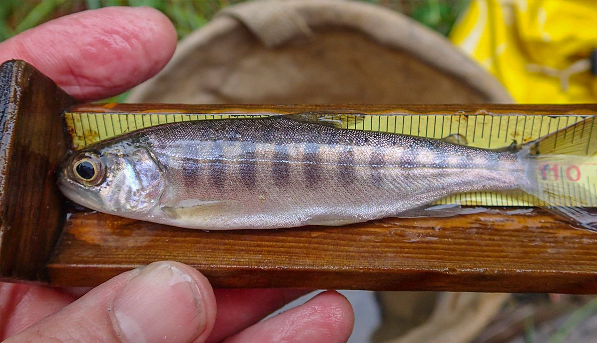 Measuring a small Salmon from Cecil Ponds, near Kitimat BC