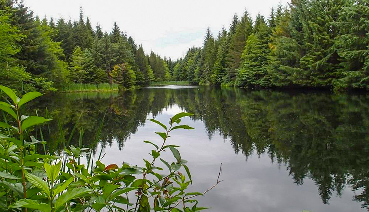 Scenic photo of Cecil Ponds